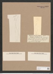 Rhoicosigma mediterraneum Cleve (de-Toni-Nr.: Genus 15, Species 1130) Zeichnungen Sammlung Grunow Nr. 2228 (NHMW-BOT-W0369317)